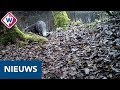 Tóch een ottertunnel bij Aarlanderveen - OMROEP WEST