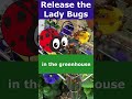 Release the Lady Bugs  🐞  #shorts #ladybug #garden 🐞