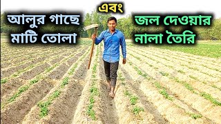 আলুর গাছে মাটি তোলা ও জল দেওয়ার নালা তৈরি || Potato Farming Drain System @unnatakrishibangla