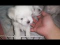 중력유튜브 어느덧 많이 큰 콩이새끼들 baby maltese pups have grown a lot