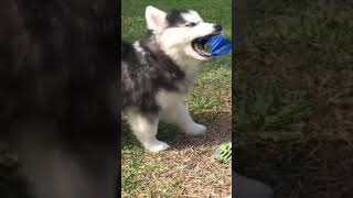 funny and cute animals | husky puppy | #shorts