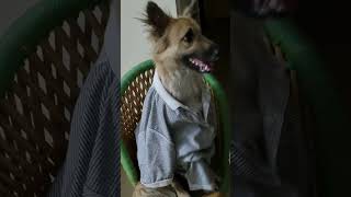 Dog Thinks He's Human | Funny Dog Video 😂🐶| The Desi Firangi #shorts