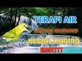 Terapi air untuk burung Kecial kuning.macet. males bunyi.||paling di cari 2022