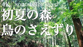 【自然音】しっとりと涼しい夏鳥のさえずり　初夏の朝 森の音　1時間 ver.1.0