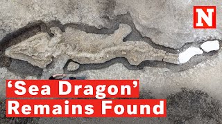 180 Million-Year-Old ‘Sea Dragon’ Skeletal Remains Dug Up In ‘Unprecedented Discovery’