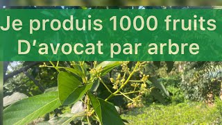 Culture d’avocat : comment reuissir sa floraison en culture d'avocatiers