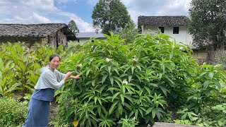 这种不起眼的“消肿草”，很多外省人都不认识，拍给大家看看