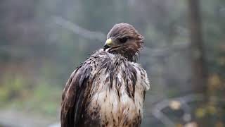 a wet hawk in the forest - shaking the body