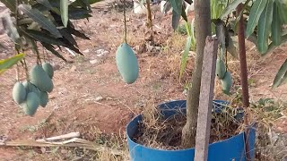 Amazing  mango tree  cultivation   !!!! വീട്ടുമുറ്റത്ത്  നിറയെ  കായ്ക്കുന്ന ഒരു  കു......ഞ്ഞൻ  മാവ്!