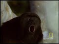 howler monkeys national geographic