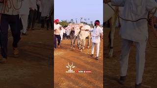 ಅಮ್ಮಣಗಿ ಪ್ರದರ್ಶನದ ಜೋಡಿ ಹೋರಿಗಳು || khillar joda bail #cow #bailgadasharyat #trendingshorts#indancow