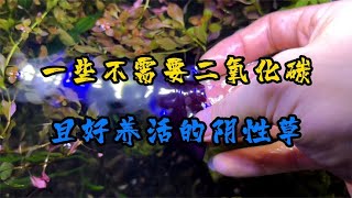 盘点：几种不需要二氧化碳，比较好养活的阴性水草