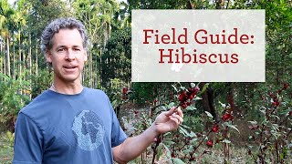 Hibiscus (Roselle) | Cooling Herb for Natural Beauty