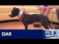 Adopt Eiar at Austin Pets Alive! | FOX 7 Austin