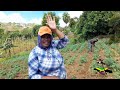 life of female farmer jamaican female farmer colleyville manchester irish potato jamaica vlog