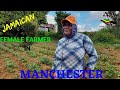 LIFE OF FEMALE FARMER | JAMAICAN FEMALE FARMER | COLLEYVILLE | MANCHESTER| IRISH POTATO|JAMAICA VLOG