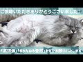 【猫品種ラガマフィン】レーザーポインターと綿棒、猫はどちらが好き？