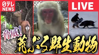 【ライブ】『荒ぶる野生動物ニュース』サルの\