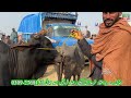 luddan cow mandi today latest update 05 02 2025 cow mandi 2024 cholistani bachre in ludan mandi