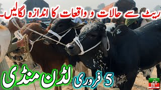 Luddan Cow Mandi Today Latest Update 05-02-2025 - Cow Mandi 2024 - Cholistani Bachre in Ludan Mandi