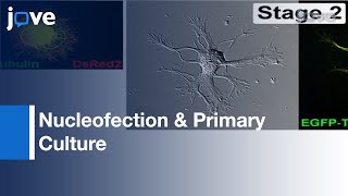 Nucleofection \u0026 Primary Culture Of Embryonic Mouse Hippocampal \u0026 Cortical Neurons l Protocol Preview