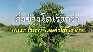 แนวทางการแต่งกิ่งข้าง​ | ทุเรียนกิ่งข้างโตเร็วกว่ากิ่งกระโดงจริงไหม