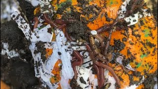 Composting with Craig Ep 198: Outdoor Worm Bin Defrosted Check In