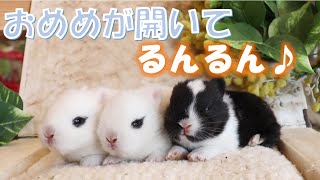 おめめが開いたぞ～うさぎさんの様子とは～