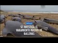 Se investiga el misterioso varamiento masivo de ballenas en Escocia