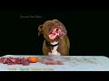 best dog mukbang pitbull eating raw foods