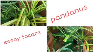 How to care and propagation pandanus plant 🌿🌿