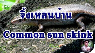 จิ้งเหลนบ้าน  Common sun skink