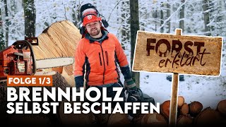 So kommst Du an Brennholz - selber schlagen | Forst erklärt Brennholz-DIY Part 1/3