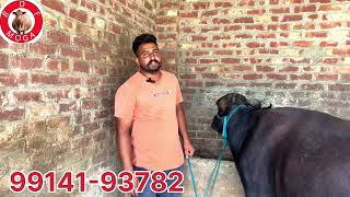 ਛੋਟੇ ਮੁੱਲ ਚ ਘਰ ਦੀ ਗੱਬਣ ਮੱਝ ਵਿਕਾਉ - one buffalo for sale (15-9-2024)