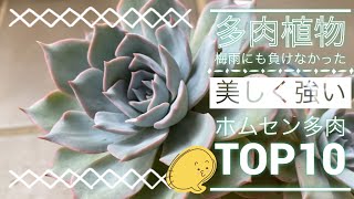 【多肉植物】美しい❗強い❗増える❗安い ❣️ホームセンター購入多肉 TOP10