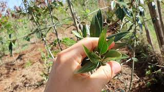 Samburu trees: Ing'eriyoi (Olea africana) 4 year of growing it in shamba