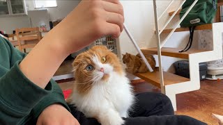 オッドアイのもふ猫、ついつい〇〇に夢中になっちゃいます！w【スコティッシュフォールド】