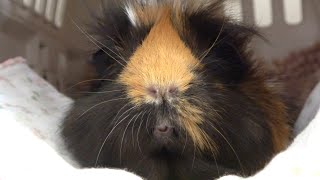 モル汁ブシャー！ヒーリングもるちゃん　healing guineapig