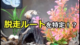 オカヤドカリ水槽　ヤドカリ脱走ルート？