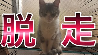 あの保護子猫が脱走してしまいました。Protected kitten escaped