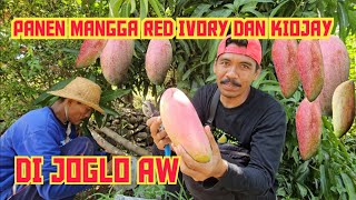 🌳🟠PANEN MANGGA RED IVORY DAN MANGGA KIOJAY 💯✅️