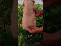 Golden Retriever dog puppy