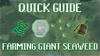 Quick Guide to Farming Giant Seaweed in OSRS