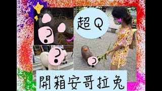 兔界毛怪？羊界好神拖？開箱「超稀有」爆毛安哥拉兔！水豚君真的長得懶懶der～張美阿嬤農場一日遊【跩兔的日常生活】