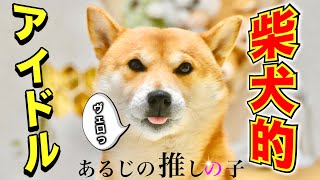 「アイドル」を替え歌で唄った柴犬はYOASOBIではなく朝散歩に出かけた【あるじのステップ】