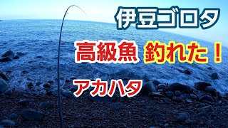 【伊豆ゴロタ】ワームで一撃！高級魚 アカハタ釣れた！2023年7月下旬 中潮