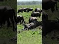 wildebeest giving birth animal world #wildlife world# shots#