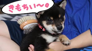 柴犬(豆柴)子犬 / 初めてのブラッシング Shiba Inu puppy first brushing