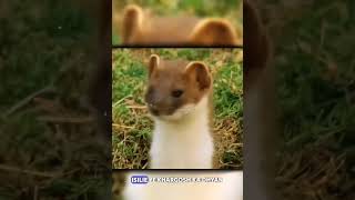 Stoat hypnotization#science #sciencefacts #facts #fact #viral #wildlife#nature#gernalknowlage