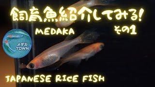 【めだか飼育】飼育魚紹介＃１　ヒレ長メダカ　JAPANESE RICE FISH MEDAKA